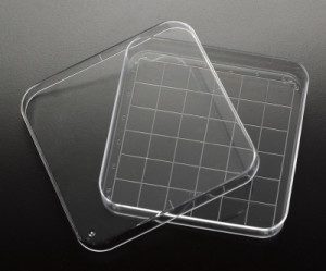 Simport® Square Petri Dish with Grid
